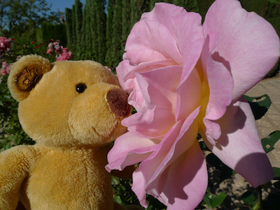 Ursula, Alhambra, Granada, rose