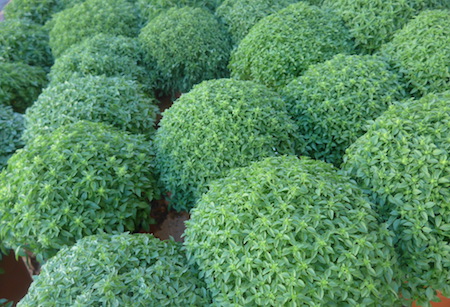 Porto, Portugal, Festa de São João, manjerico, basil