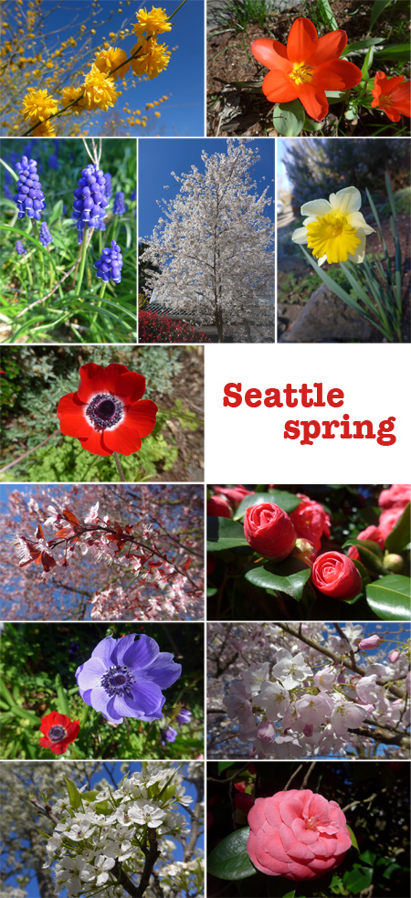 Seattle, spring, flowers