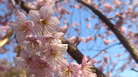 Japan, Tokyo, sakura, cherry blossoms