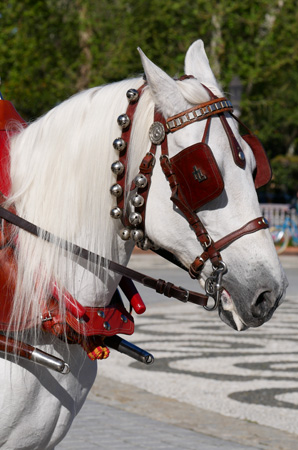 España, Spain, Andalucía, Sevilla, Plaza de España, horse, caballo, Exhibición de Enganches