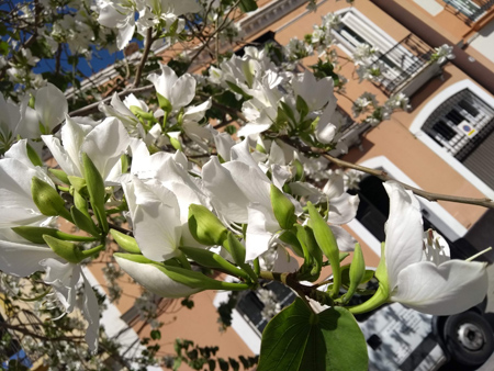 España, Sevilla, Andalucía, primavera, spring, flowers, blossoms, flores